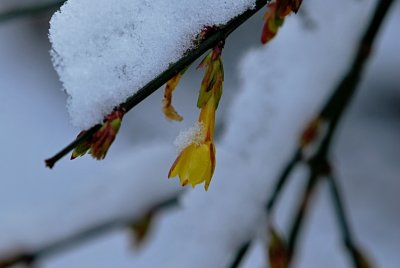 Jasminum nuduflorum - jasmín nahokvětý - pučící zimní větévka